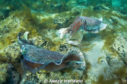 Cuttlefish (Sepia apama); Whyalla, SA, Australia. by Alistair Merrifield 